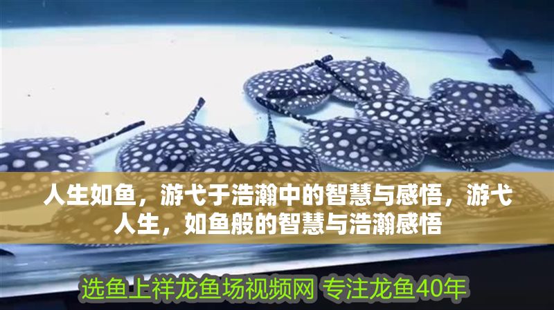 人生如魚，游弋于浩瀚中的智慧與感悟，游弋人生，如魚般的智慧與浩瀚感悟