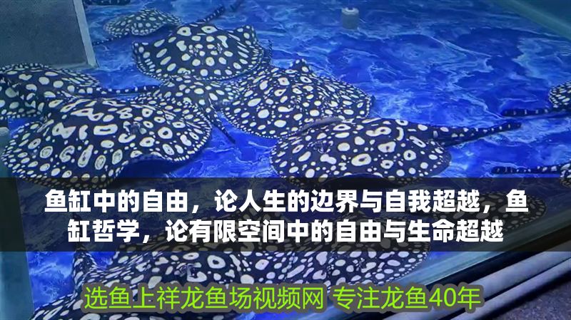 魚缸中的自由，論人生的邊界與自我超越，魚缸哲學，論有限空間中的自由與生命超越 魚缸中的自由，論人生的邊界與自我超越，魚缸哲學，論有限空間中的自由與生命超越 龍魚百科 第1張
