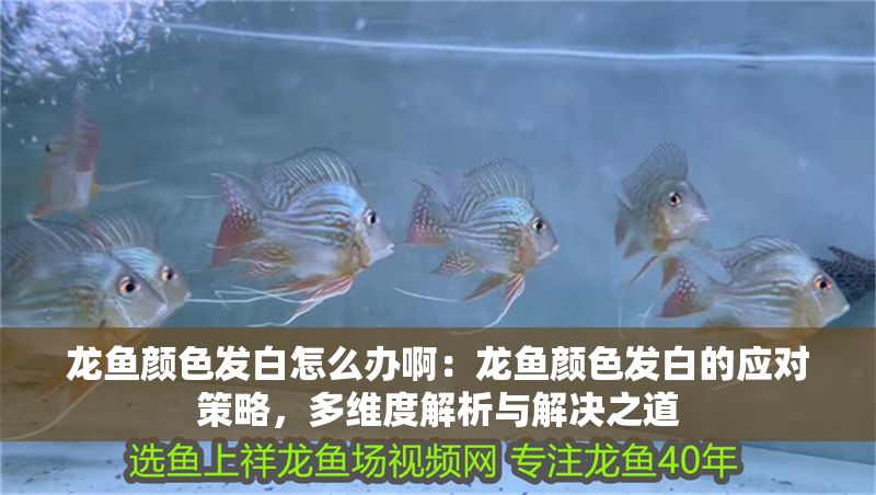 龍魚顏色發(fā)白怎么辦啊：龍魚顏色發(fā)白的應(yīng)對策略，多維度解析與解決之道