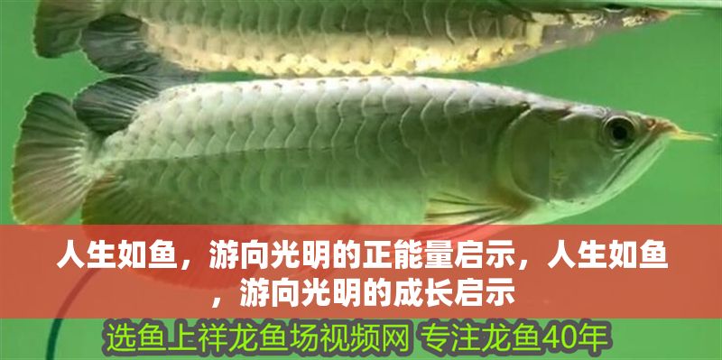 人生如魚(yú),游向光明的正能量啟示,人生如魚(yú),游向光明的成長(zhǎng)啟示 龍魚(yú)百科 第1張 人生如魚(yú),游向光明的正能量啟示,人生如魚(yú),游向光明的成長(zhǎng)啟示 人生如魚(yú),游向光明的正能量啟示,人生如魚(yú),游向光明的成長(zhǎng)啟示 龍魚(yú)百科 第1張