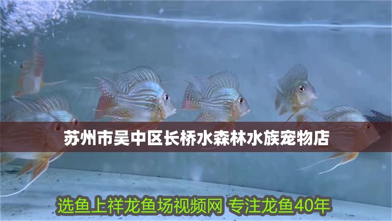 蘇州市吳中區長橋水森林水族寵物店