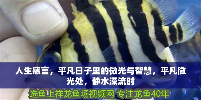 人生感言，平凡日子里的微光與智慧，平凡微光處，靜水深流時 人生感言，平凡日子里的微光與智慧，平凡微光處，靜水深流時 龍魚百科 第1張