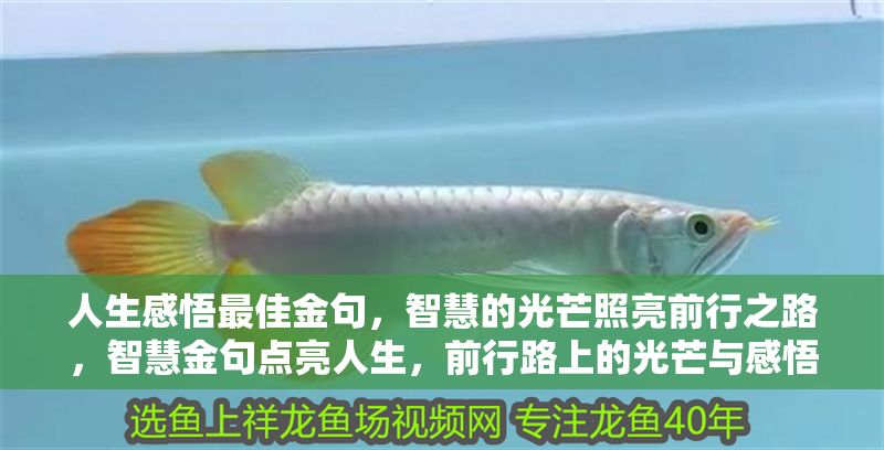 人生感悟最佳金句，智慧的光芒照亮前行之路，智慧金句點亮人生，前行路上的光芒與感悟