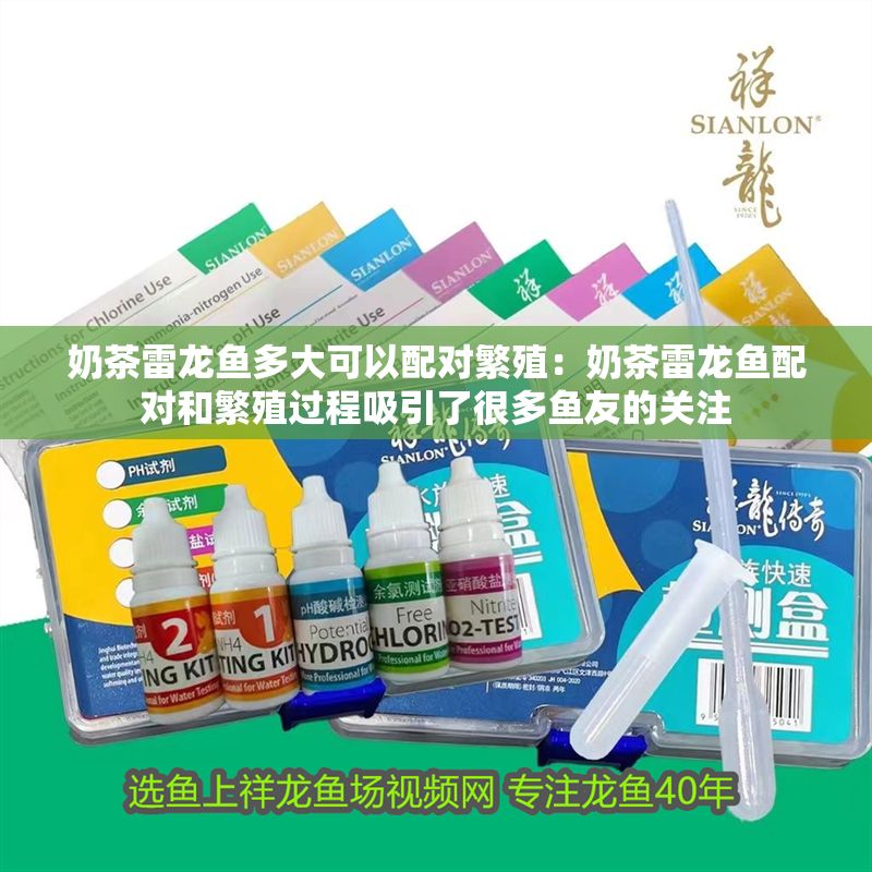 奶茶雷龍魚多大可以配對繁殖：奶茶雷龍魚配對和繁殖過程吸引了很多魚友的關注