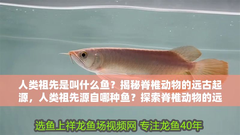 人類祖先是叫什么魚？揭秘脊椎動物的遠古起源，人類祖先源自哪種魚？探索脊椎動物的遠古演化之謎
