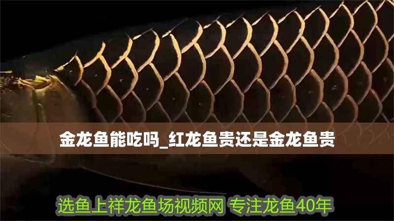 金龍魚能吃嗎_紅龍魚貴還是金龍魚貴