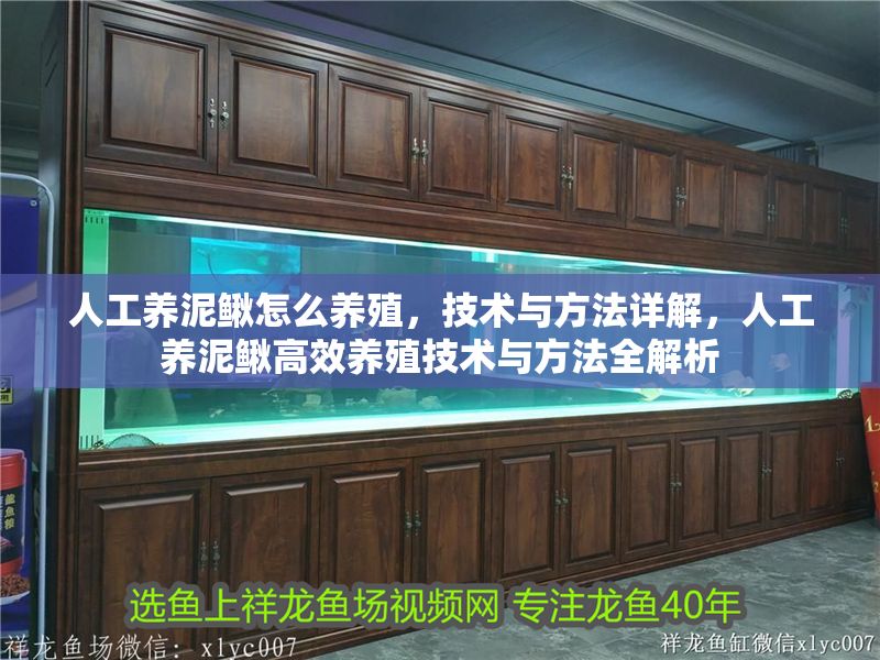 人工養泥鰍怎么養殖，技術與方法詳解，人工養泥鰍高效養殖技術與方法全解析