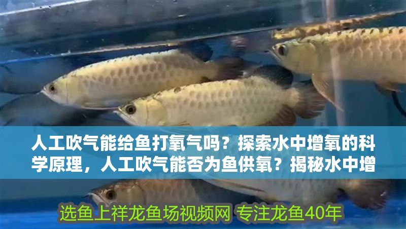 人工吹氣能給魚打氧氣嗎？探索水中增氧的科學原理，人工吹氣能否為魚供氧？揭秘水中增氧的科學真相 人工吹氣能給魚打氧氣嗎？探索水中增氧的科學原理，人工吹氣能否為魚供氧？揭秘水中增氧的科學真相 龍魚百科 第1張