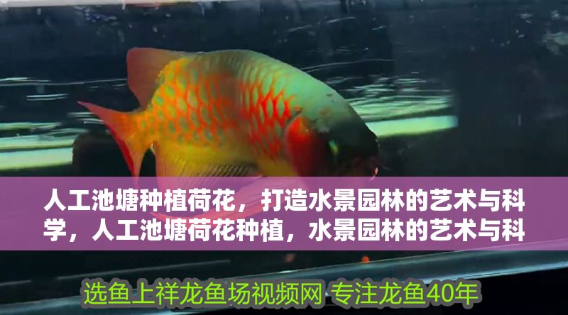人工池塘種植荷花，打造水景園林的藝術與科學，人工池塘荷花種植，水景園林的藝術與科學實踐