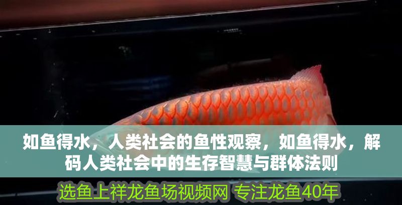 如魚得水，人類社會的魚性觀察，如魚得水，解碼人類社會中的生存智慧與群體法則 如魚得水，人類社會的魚性觀察，如魚得水，解碼人類社會中的生存智慧與群體法則 龍魚百科 第1張