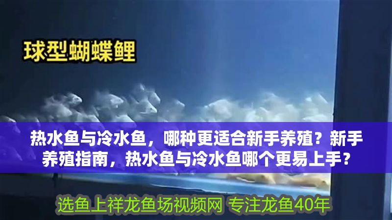 熱水魚與冷水魚，哪種更適合新手養殖？新手養殖指南，熱水魚與冷水魚哪個更易上手？ 熱水魚與冷水魚，哪種更適合新手養殖？新手養殖指南，熱水魚與冷水魚哪個更易上手？ 龍魚百科 第1張