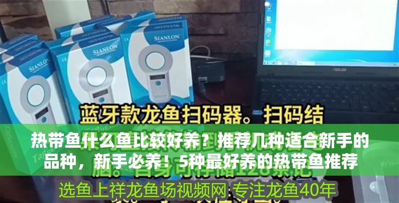 熱帶魚什么魚比較好養？推薦幾種適合新手的品種，新手必養！5種最好養的熱帶魚推薦
