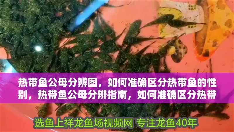 熱帶魚公母分辨圖，如何準確區分熱帶魚的性別，熱帶魚公母分辨指南，如何準確區分熱帶魚的性別