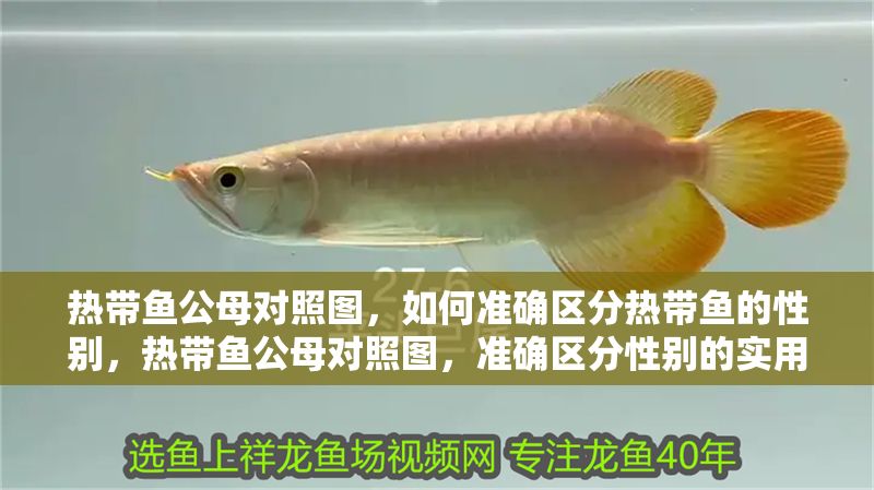 熱帶魚公母對照圖，如何準確區分熱帶魚的性別，熱帶魚公母對照圖，準確區分性別的實用指南