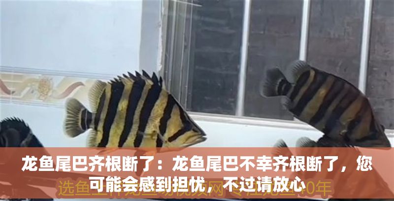 龍魚尾巴齊根斷了：龍魚尾巴不幸齊根斷了，您可能會感到擔憂，不過請放心