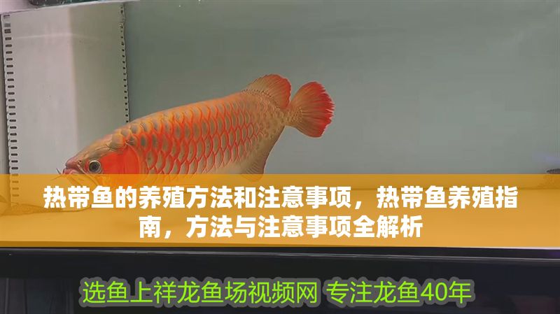 熱帶魚的養(yǎng)殖方法和注意事項(xiàng)，熱帶魚養(yǎng)殖指南，方法與注意事項(xiàng)全解析