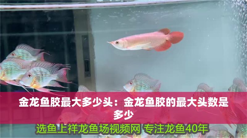 金龍魚膠最大多少頭：金龍魚膠的最大頭數是多少