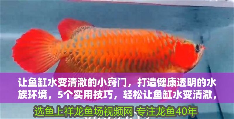 讓魚缸水變清澈的小竅門，打造健康透明的水族環境，5個實用技巧，輕松讓魚缸水變清澈，打造健康透明水族箱