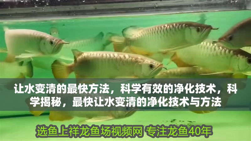 讓水變清的最快方法，科學(xué)有效的凈化技術(shù)，科學(xué)揭秘，最快讓水變清的凈化技術(shù)與方法