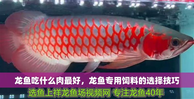 龍魚吃什么肉最好,龍魚專用飼料的選擇技巧 龍魚百科 第2張 龍魚吃什么肉最好,龍魚專用飼料的選擇技巧 龍魚吃什么肉最好,龍魚專用飼料的選擇技巧 龍魚百科 第2張