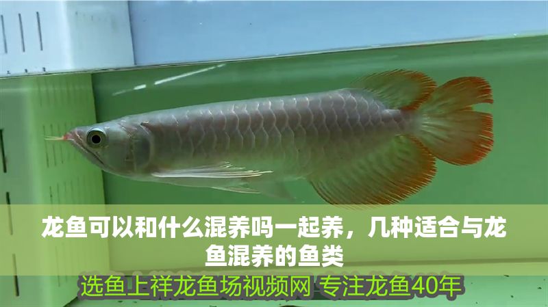 龍魚可以和什么混養嗎一起養，幾種適合與龍魚混養的魚類