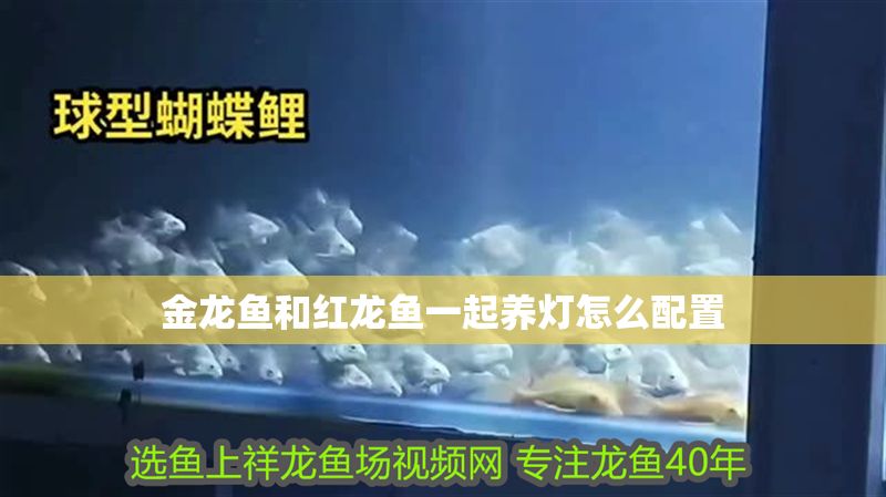 金龍魚和紅龍魚一起養燈怎么配置