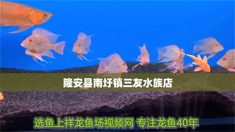 隆安縣南圩鎮(zhèn)三友水族店 隆安縣南圩鎮(zhèn)三友水族店 全國(guó)水族館企業(yè)名錄 第1張