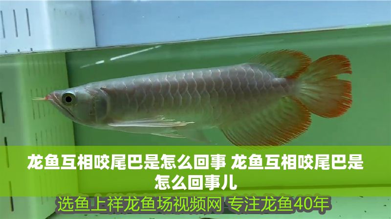 龍魚(yú)互相咬尾巴是怎么回事 龍魚(yú)互相咬尾巴是怎么回事兒