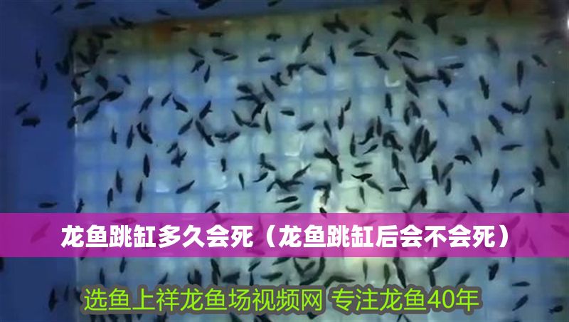 龍魚跳缸多久會死（龍魚跳缸后會不會死）