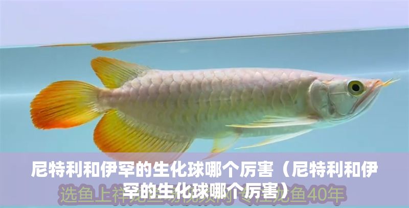 尼特利和伊罕的生化球哪個(gè)厲害（尼特利和伊罕的生化球哪個(gè)厲害）