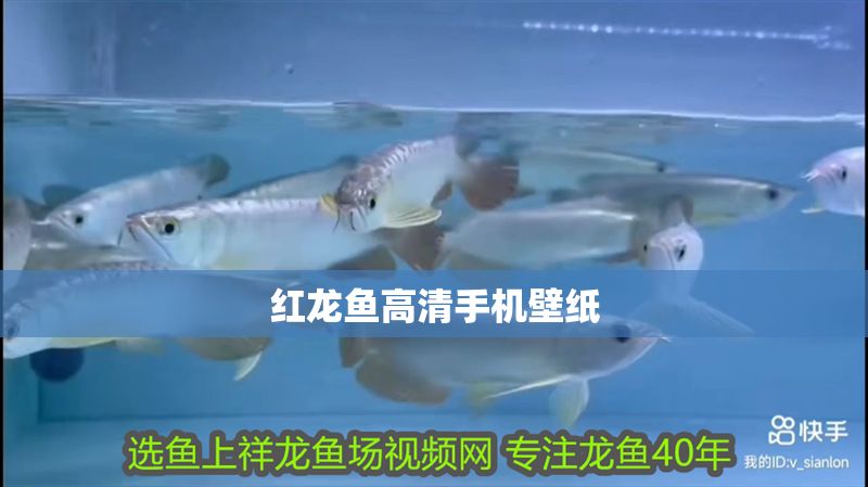 紅龍魚高清手機壁紙