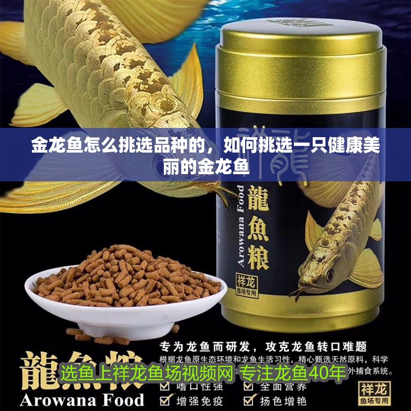 金龍魚怎么挑選品種的，如何挑選一只健康美麗的金龍魚