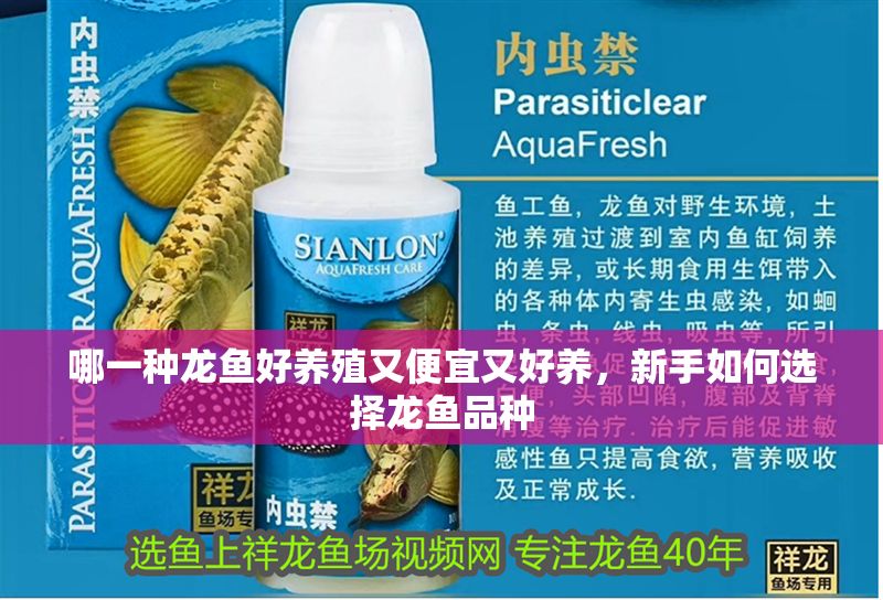 哪一種龍魚好養殖又便宜又好養，新手如何選擇龍魚品種