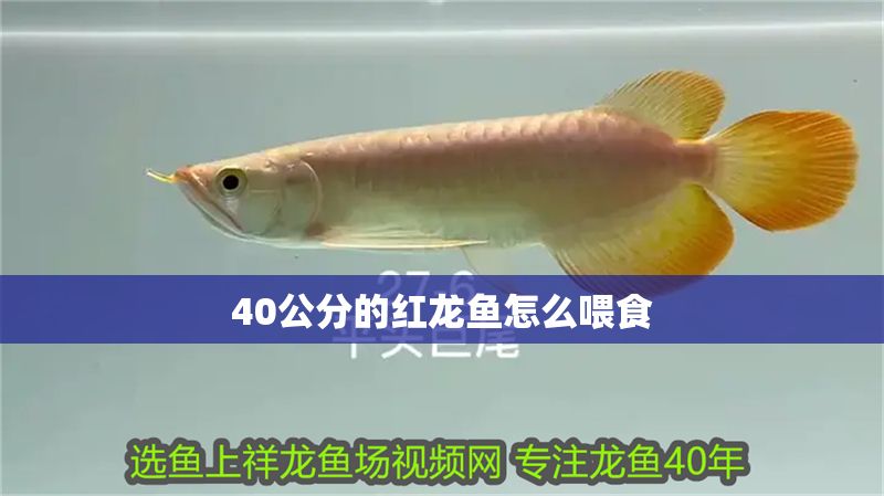 40公分的紅龍魚怎么喂食 龍魚百科 第1張 40公分的紅龍魚怎么喂食 40公分的紅龍魚怎么喂食 龍魚百科 第1張