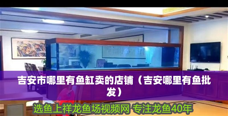 吉安市哪里有魚缸賣的店鋪（吉安哪里有魚批發(fā)）