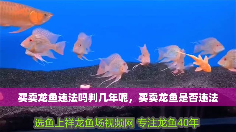 買賣龍魚違法嗎判幾年呢，買賣龍魚是否違法