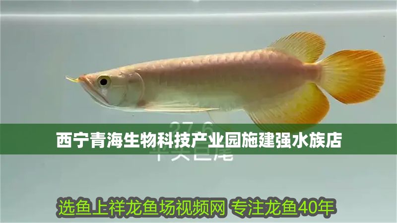 西寧青海生物科技產業園施建強水族店 西寧青海生物科技產業園施建強水族店 全國水族館企業名錄 第1張