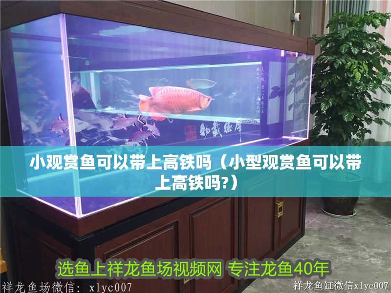 小觀賞魚可以帶上高鐵嗎（小型觀賞魚可以帶上高鐵嗎?）