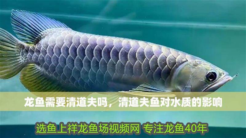 龍魚需要清道夫嗎，清道夫魚對水質的影響