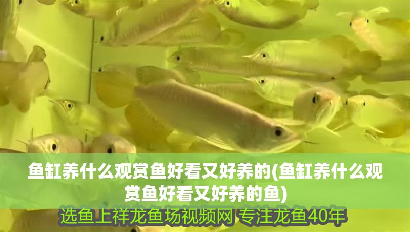 魚缸養什么觀賞魚好看又好養的(魚缸養什么觀賞魚好看又好養的魚)