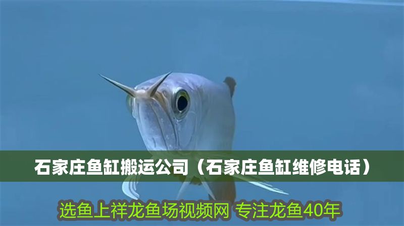石家莊魚缸搬運公司（石家莊魚缸維修電話）