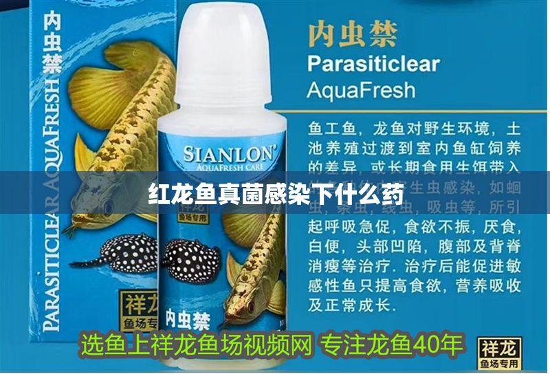 紅龍魚真菌感染下什么藥 龍魚百科 第1張 紅龍魚真菌感染下什么藥 紅龍魚真菌感染下什么藥 龍魚百科 第1張