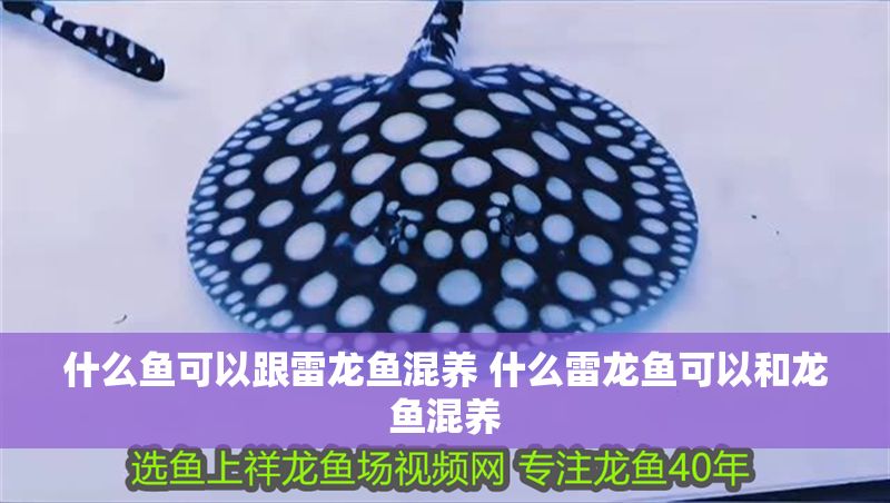 什么魚可以跟雷龍魚混養 什么雷龍魚可以和龍魚混養