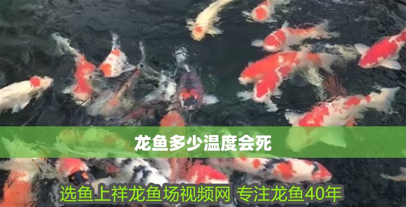 龍魚多少溫度會死