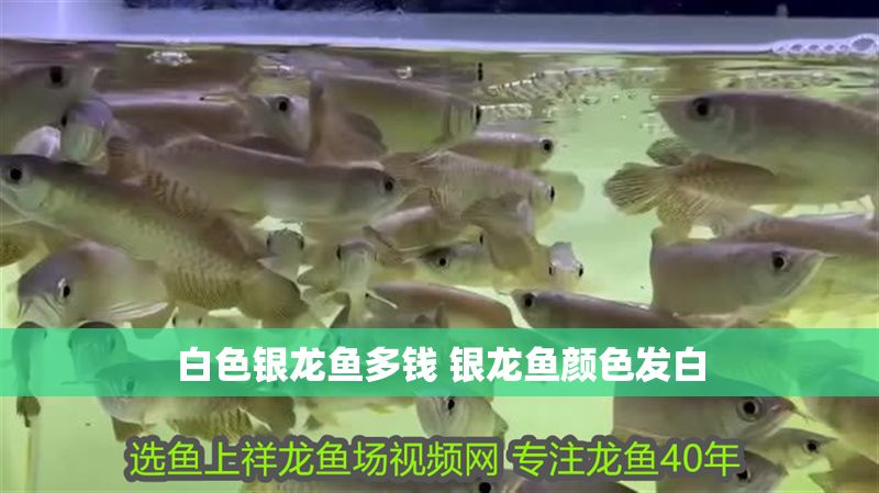 白色銀龍魚多錢 銀龍魚顏色發(fā)白 白色銀龍魚多錢 銀龍魚顏色發(fā)白 龍魚百科 第1張