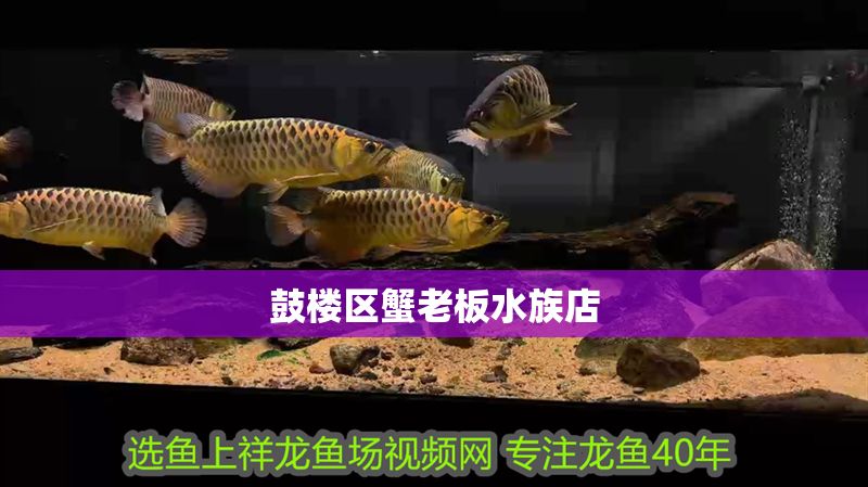 鼓樓區(qū)蟹老板水族店