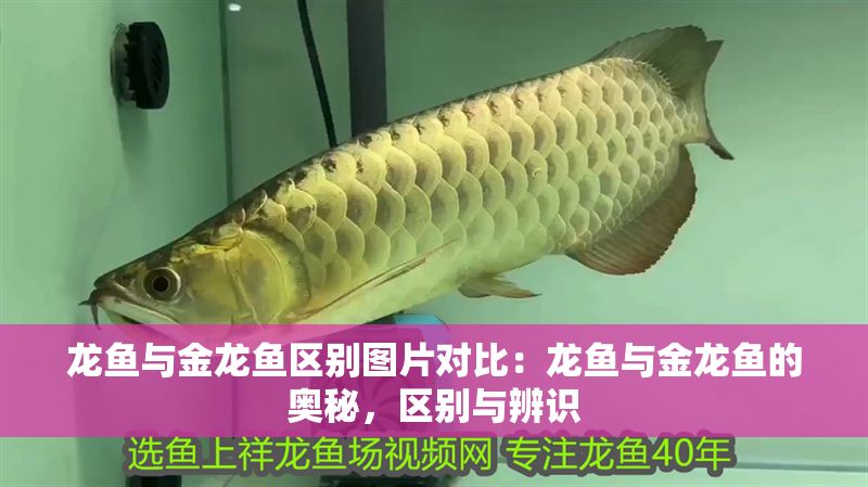 龍魚與金龍魚區別圖片對比：龍魚與金龍魚的奧秘，區別與辨識