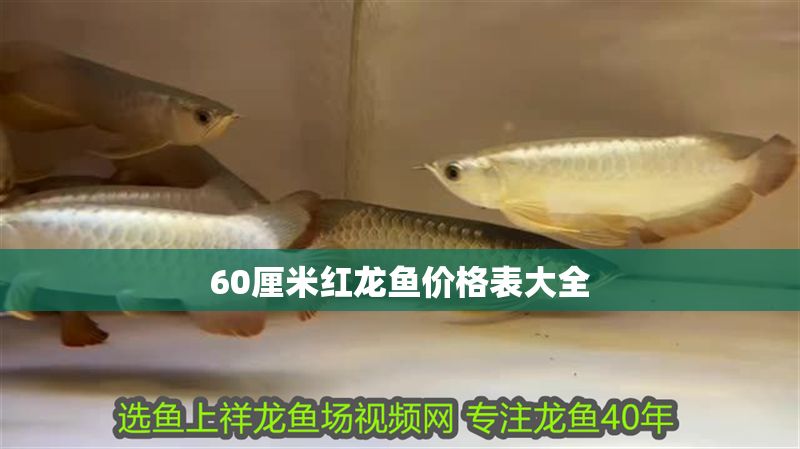 60厘米紅龍魚價格表大全