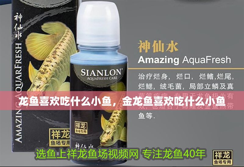 龍魚喜歡吃什么小魚，金龍魚喜歡吃什么小魚