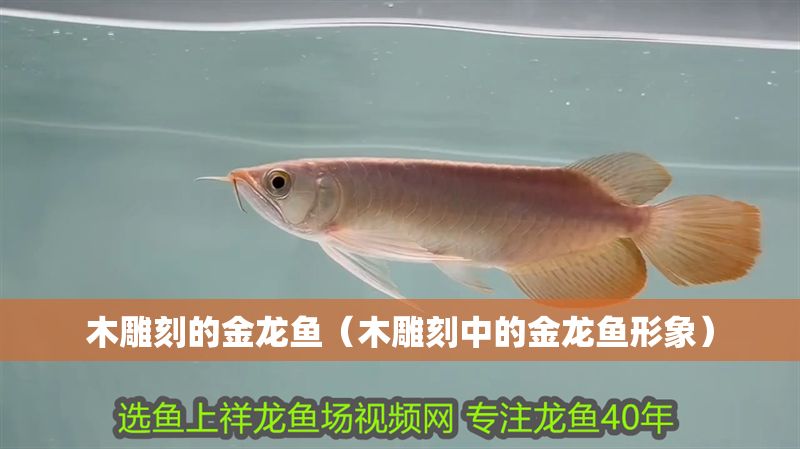 木雕刻的金龍魚（木雕刻中的金龍魚形象）